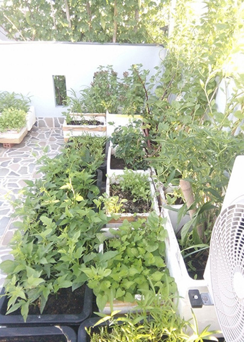 Vuon rau nho xinh xanh muot tren san thuong cua me Viet-Hinh-13