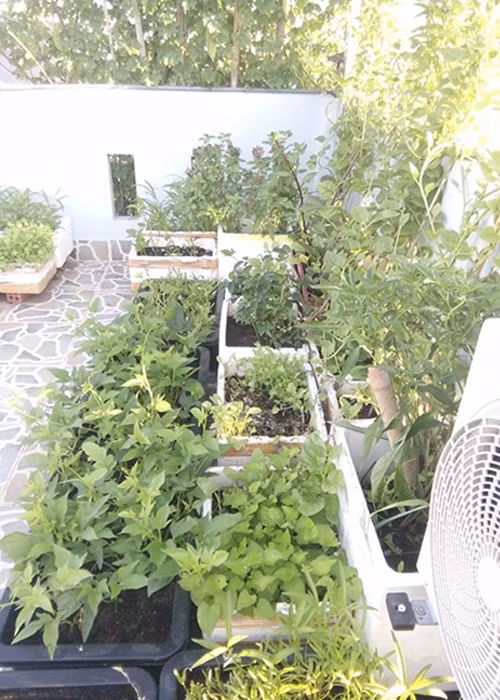 Vuon rau nho xinh xanh muot tren san thuong cua me Viet-Hinh-13