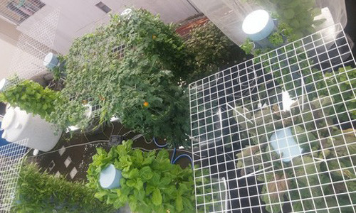 Vuon rau nho xinh xanh muot tren san thuong cua me Viet-Hinh-11