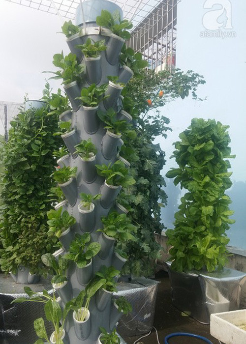 Vuon rau nho xinh xanh muot tren san thuong cua me Viet-Hinh-10