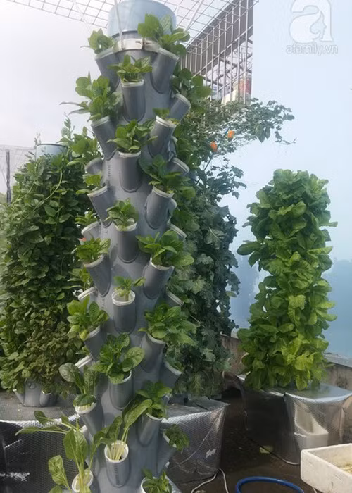 Vuon rau nho xinh xanh muot tren san thuong cua me Viet-Hinh-10