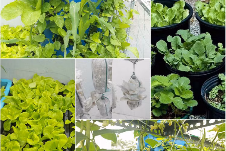 Vuon rau nho xinh xanh muot tren san thuong cua me Viet-Hinh-5