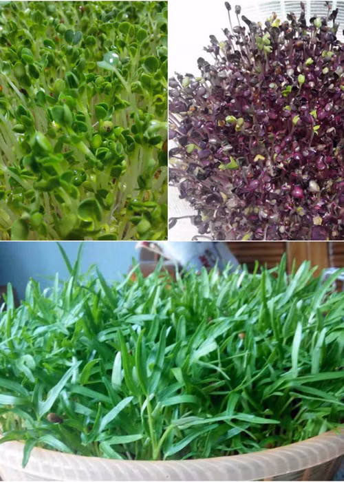 Vuon rau nho xinh xanh muot tren san thuong cua me Viet-Hinh-6