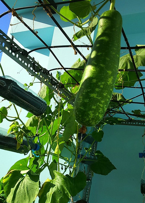 Vuon rau nho xinh xanh muot tren san thuong cua me Viet-Hinh-3