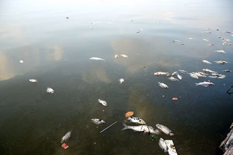 Mặt Hồ Tây la liệt cá chết. 