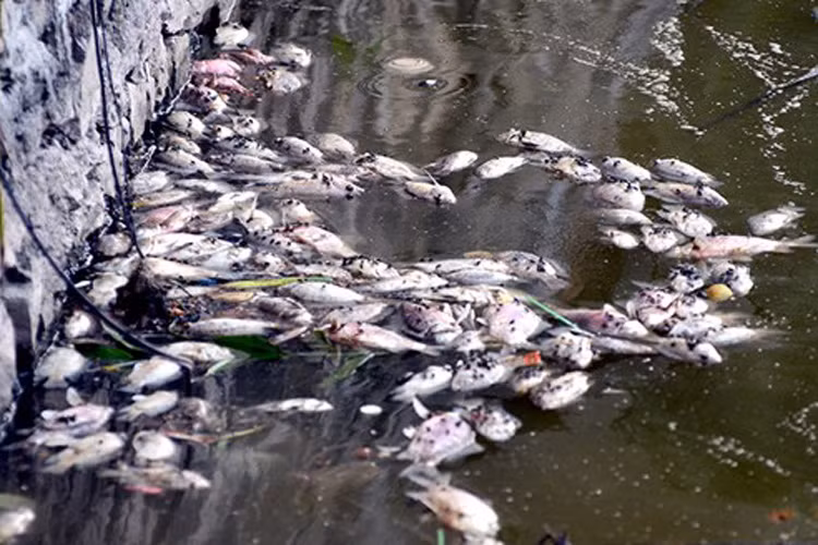 Ca chet bat thuong noi trang ven Ho Tay-Hinh-2