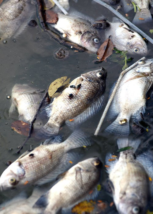 Theo một công nhân môi trường, ngày hôm nay họ vớt khoảng 5 tạ cá tại khu vực Hồ Tây. 