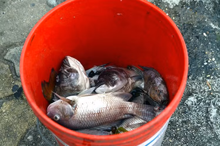 Chỉ trong vài phút người dân vớt đầy xô cá chết. 