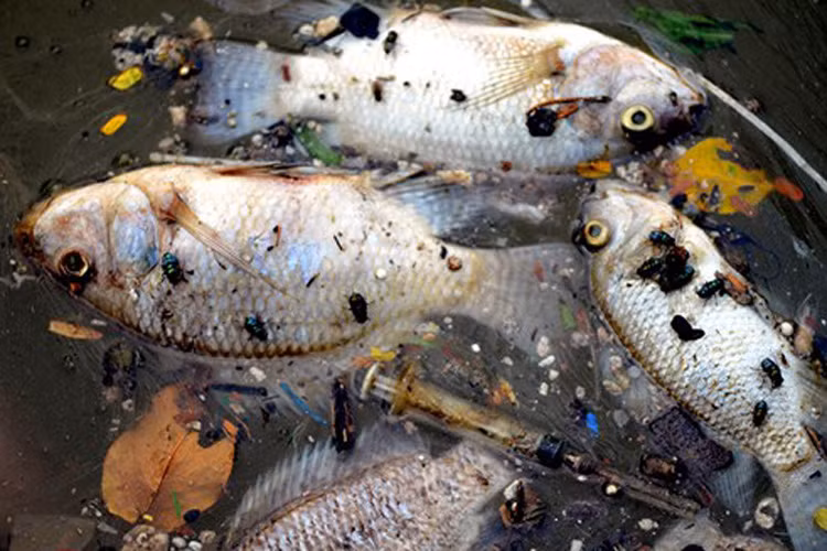 Cá chết khiến ruồi nhặng bâu kín và đang trong tình trạng phân hủy. 