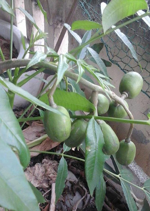 Trong rau sach, nuoi chim kin san thuong 60m2-Hinh-14