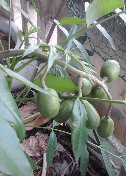 Trong rau sach, nuoi chim kin san thuong 60m2-Hinh-14