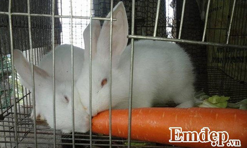 Trong rau sach, nuoi chim kin san thuong 60m2-Hinh-20