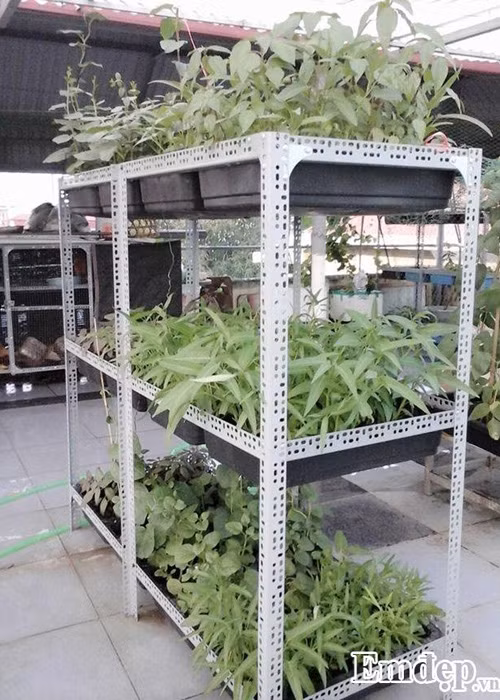 Trong rau sach, nuoi chim kin san thuong 60m2-Hinh-2