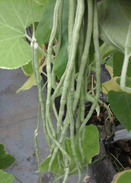 Trong rau sach, nuoi chim kin san thuong 60m2-Hinh-5