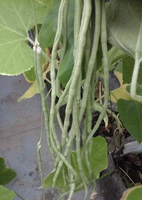 Trong rau sach, nuoi chim kin san thuong 60m2-Hinh-5