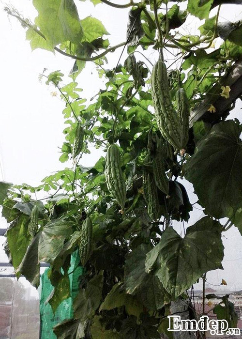 Trong rau sach, nuoi chim kin san thuong 60m2-Hinh-9