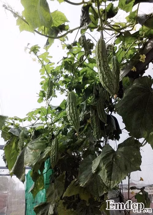 Trong rau sach, nuoi chim kin san thuong 60m2-Hinh-9