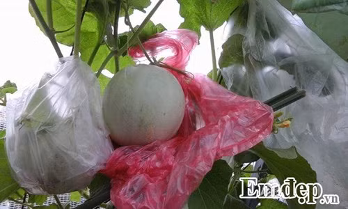 Trong rau sach, nuoi chim kin san thuong 60m2-Hinh-18