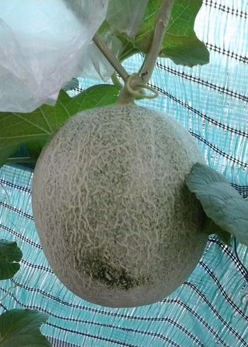 Trong rau sach, nuoi chim kin san thuong 60m2-Hinh-19