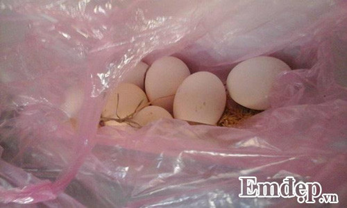 Trong rau sach, nuoi chim kin san thuong 60m2-Hinh-22