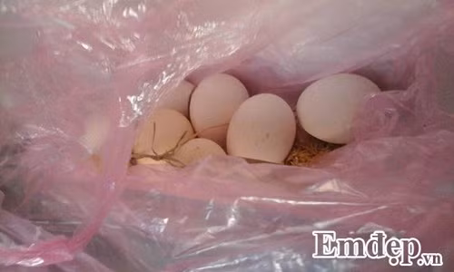 Trong rau sach, nuoi chim kin san thuong 60m2-Hinh-22