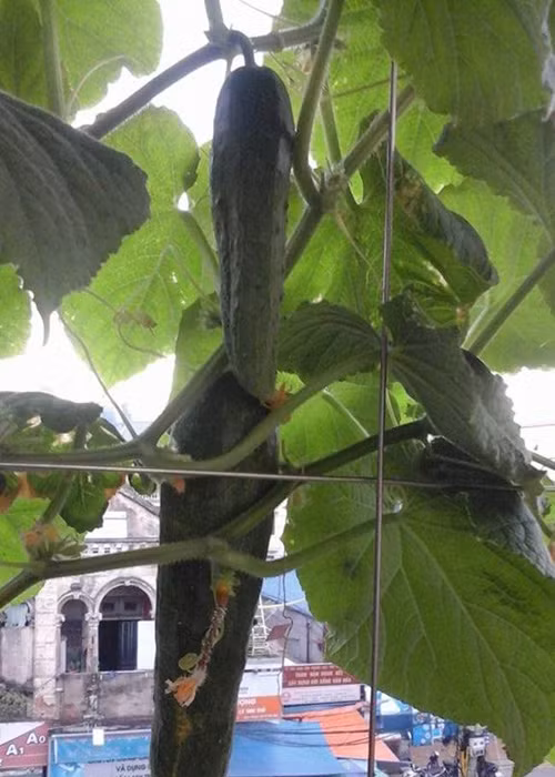 Trong rau sach, nuoi chim kin san thuong 60m2-Hinh-11