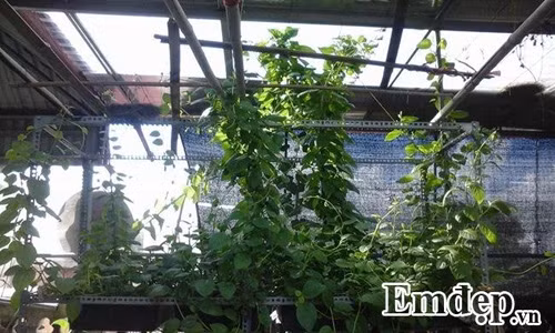 Trong rau sach, nuoi chim kin san thuong 60m2-Hinh-13