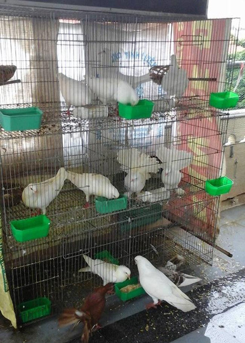 Trong rau sach, nuoi chim kin san thuong 60m2-Hinh-21