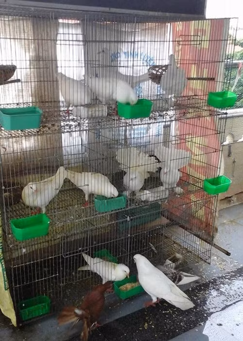 Trong rau sach, nuoi chim kin san thuong 60m2-Hinh-21