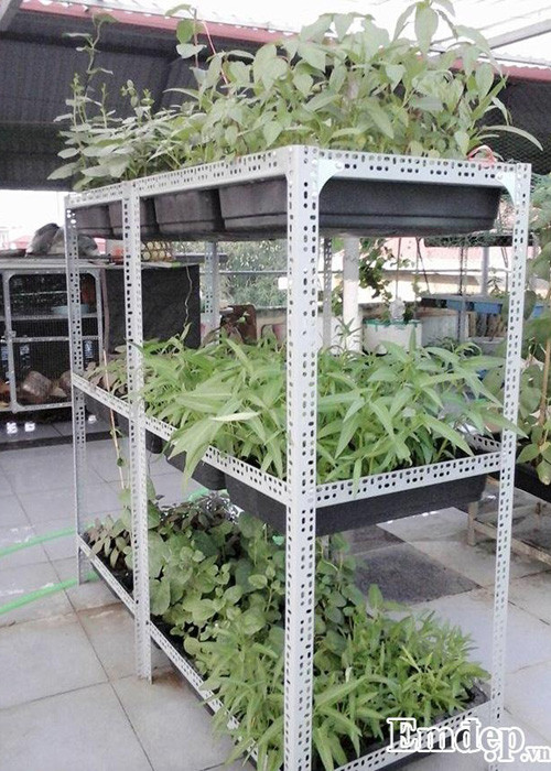 Trong rau sach, nuoi chim kin san thuong 60m2-Hinh-3