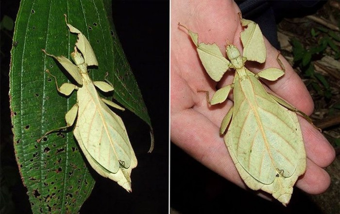 Bọ lá: Đây là loài côn trùng thuộc bộ Bọ que có màu xanh nõn chuối và hình dạng giống lá cây. Bọ lá có hai cánh trước dài và rộng, hai cánh sau hình quạt nan, nhiều gân và trong suốt, thân dài tới 95mm. 