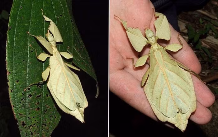 Bọ lá: Đây là loài côn trùng thuộc bộ Bọ que có màu xanh nõn chuối và hình dạng giống lá cây. Bọ lá có hai cánh trước dài và rộng, hai cánh sau hình quạt nan, nhiều gân và trong suốt, thân dài tới 95mm. 