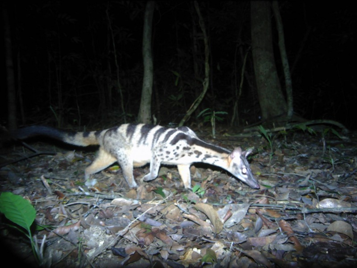 Cày vằn: Loài này được tìm thấy một cách đáng ngạc nhiên ở nhiều nơi tại Kon Plông tỉnh Kon Tum. Đây là loài thú ăn thịt nhỏ, xếp loại “Nguy cấp” trong Sách Đỏ IUCN. Loài này bị bẫy bắt tại nhiều nơi, ngay cả tại các vườn quốc gia và khu bảo tồn của Việt Nam.