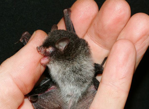 Dơi mặt quỷ: Loài rơi này có mũi hình ống, khuôn mặt xấu xí và là loài động vật kỳ lạ chỉ tìm thấy ở Việt Nam. Chúng có lông phần đầu đen, tương phản với phần bụng có màu hơi trắng. Chúng sống ở những cánh rừng nhiệt đới và hiện đang bị rủi ro cao trước nạn chặt phá rừng.