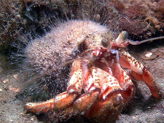 Lông ốc: Lông ốc là loài sống ký sinh trên lưng của loài ốc. Bởi vậy mà chúng được đặt cho cái tên khá thân thiện là lông ốc. Đây là động vật bậc thầy trong việc tự tái tạo với khả năng mọc lại bất cứ phần cơ thể nào bị mất, không già đi về mặt sinh học và có thể tự nhân bản. 