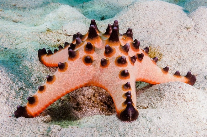 Sao biển: Bên cạnh hình dáng bên ngoài độc đáo, đặc điểm khác làm nên sự thú vị của sao biển là khả năng tái tạo toàn bộ cơ thể chỉ từ một phần chi bị đứt lìa, vì hầu hết các cơ quan quan trọng của chúng đều nằm ở các cánh tay này. 