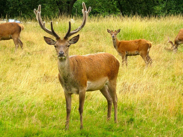 Hươu: Gạc là cơ quan duy nhất trên cơ thể hươu có thể tái tạo hoàn toàn và điều này xảy ra hàng năm. Quá trình tái tạo gạc, được khởi xướng và duy trì bởi các tế bào gốc có nguồn gốc từ mào thần kinh của chúng. 