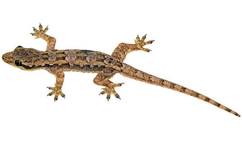 Thằn lằn: Nổi tiếng nhất trong số những loài động vật có khả năng tự tái tạo có lẽ chính là loài thằn lằn. Nhiều giống thằn lằn có khả năng nổi trội là tự rụng đuôi khi gặp nguy hiểm. Sau đó thằn lằn mọc lại đuôi trong vòng 3- 4 tháng. 