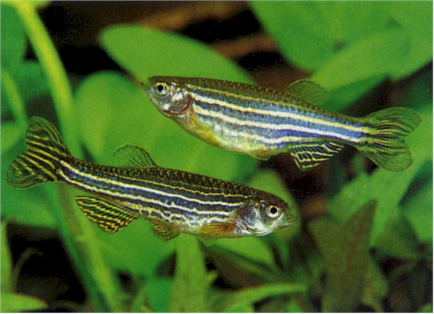 Cá ngựa vằn: có khả mọc lại đuôi hay vây đã bị mất do bị tấn công hay tác động bởi yếu tố bên ngoài. 