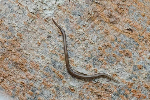 Giun dẹp: Khả năng tái sinh ấn tượng của giun dẹp luôn là hiện tượng cuốn hút các nhà khoa học trong hàng trăm năm qua. Phần lớn các loài giun dẹp đều có thể phát triển lại tất cả các loại bộ phận cơ thể, bao gồm cả đầu, thông qua một quy trình tế bào gốc. 