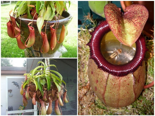 Khi con mồi rơi vào lá, nắp sẽ nhanh chóng đóng xuống để nó không thể thoát ra.