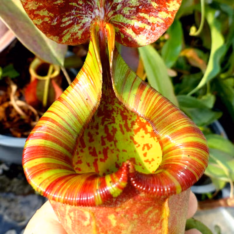 Cây nắp ấm: Cây nắp ấm là một trong những giống cây leo từ Đông Nam Á. Ở Việt Nam, nó thường xuất hiện ở các vùng đầm lầy các tỉnh miền trung như Quảng Bình, Đà Nẵng, Thừa Thiên - Huế.