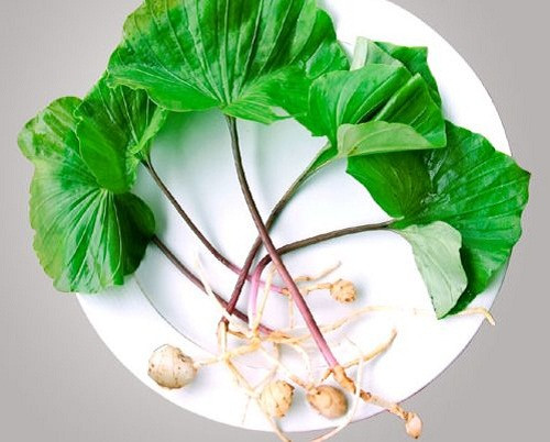 Củ của cây được dùng làm thuốc giải độc, làm mát phổi, chữa ho lâu ngày, ho lao, viêm phế quản. Nhai củ tươi có thể làm giảm khát nước, bồi dưỡng cơ thể. Do có giá trị lớn nên cây bị khai thác nhiều để bán qua biên giới.