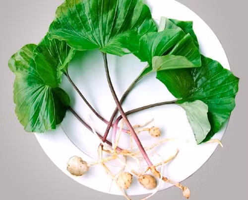 Củ của cây được dùng làm thuốc giải độc, làm mát phổi, chữa ho lâu ngày, ho lao, viêm phế quản. Nhai củ tươi có thể làm giảm khát nước, bồi dưỡng cơ thể. Do có giá trị lớn nên cây bị khai thác nhiều để bán qua biên giới.