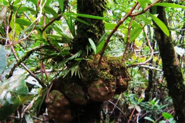 Không chỉ kỳ lạ, cây này còn là dược liệu để làm thuốc. Ở nước ta, cây chỉ được tìm thấy ở các tỉnh phía Nam, nhất là vùng Tây Nguyên.