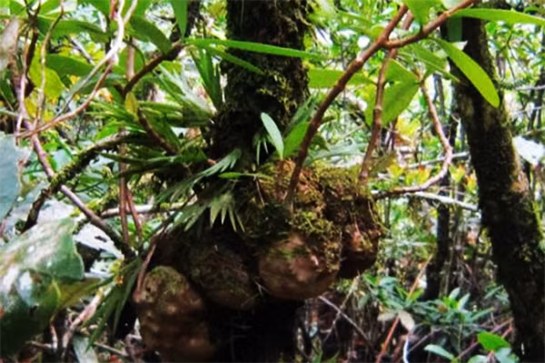 Không chỉ kỳ lạ, cây này còn là dược liệu để làm thuốc. Ở nước ta, cây chỉ được tìm thấy ở các tỉnh phía Nam, nhất là vùng Tây Nguyên.