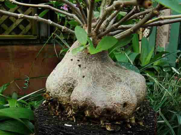 Quan hệ cộng sinh của cây và kiến thể hiện ở chỗ, cây cung cấp một “pháo đài” trú ẩn và nước cho kiến, trong khi kiến tha mùn và thải phân làm nguồn nuôi dương cây.