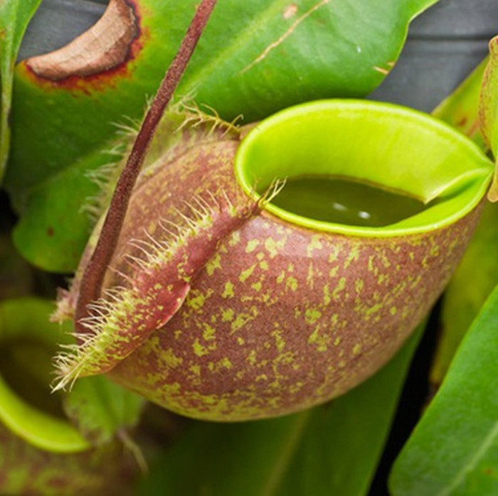 Cây nắp ấm có chiếc lá đặc biệt với phần cuối phình to thành cái túi, hay cái bình có nắp đậy. Bên trong thành bình có nhiều lồng tuyến tiết chất dịch rất trơn. Chất dịch này có khả năng tiêu hoá thức ăn; mép bình lại tiết dịch thơm nên thu hút sâu bọ.
