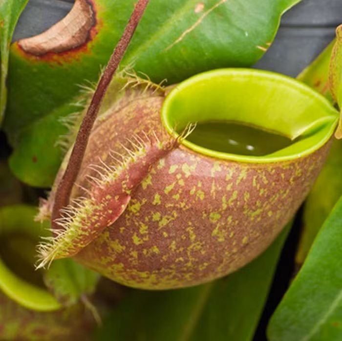 Cây nắp ấm có chiếc lá đặc biệt với phần cuối phình to thành cái túi, hay cái bình có nắp đậy. Bên trong thành bình có nhiều lồng tuyến tiết chất dịch rất trơn. Chất dịch này có khả năng tiêu hoá thức ăn; mép bình lại tiết dịch thơm nên thu hút sâu bọ.