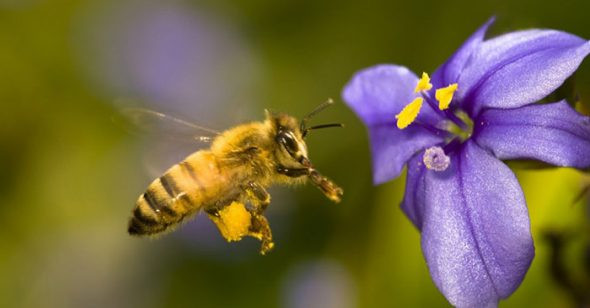 Mặc dù não ong có hình bầu dục và chỉ nhỏ như một hạt vừng nhưng lại có khả năng đáng kinh ngạc trong học hỏi, ghi nhớ thậm chí là thực hiện những những phép tính phức tạp về sức bay và quãng đường khi đi kiếm mật.